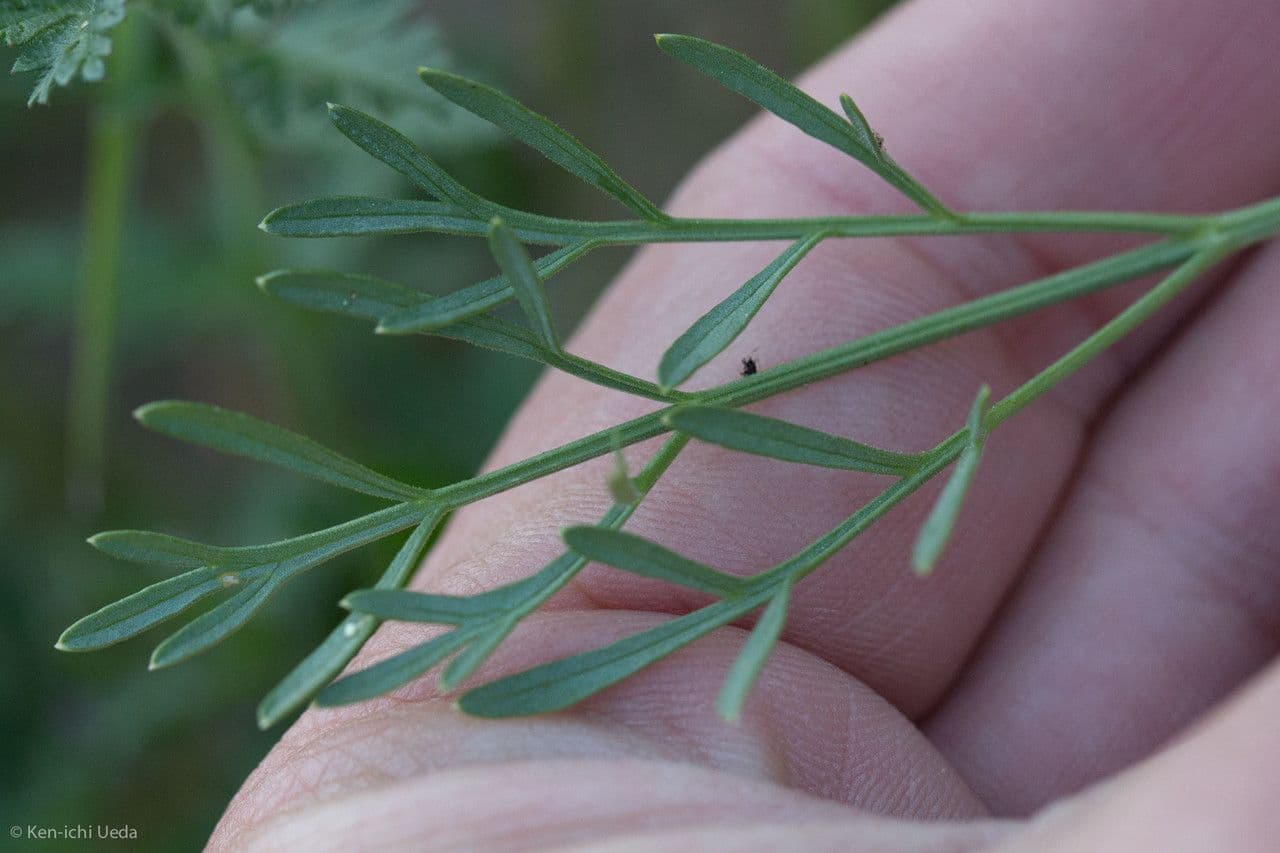 Lomatium 13