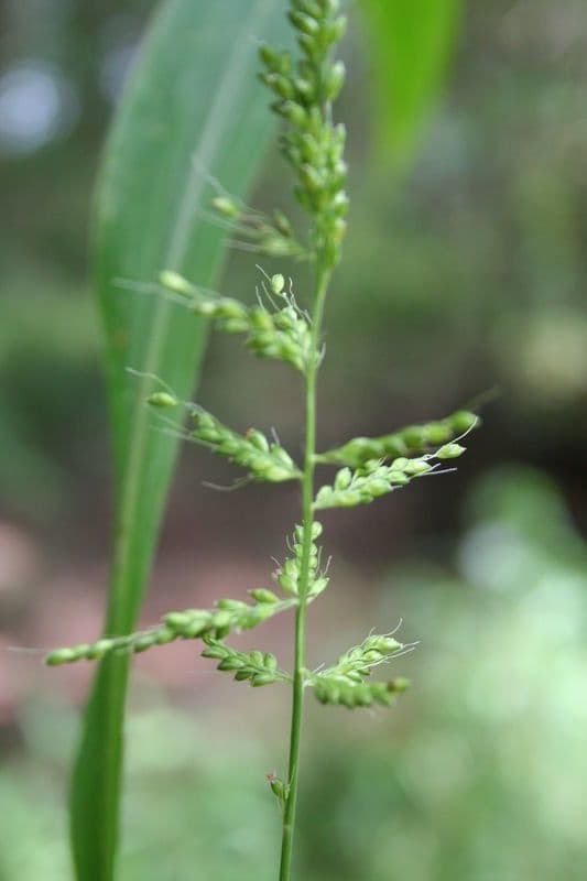Setaria barbata 9