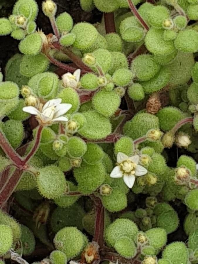 Crassula expansa 4