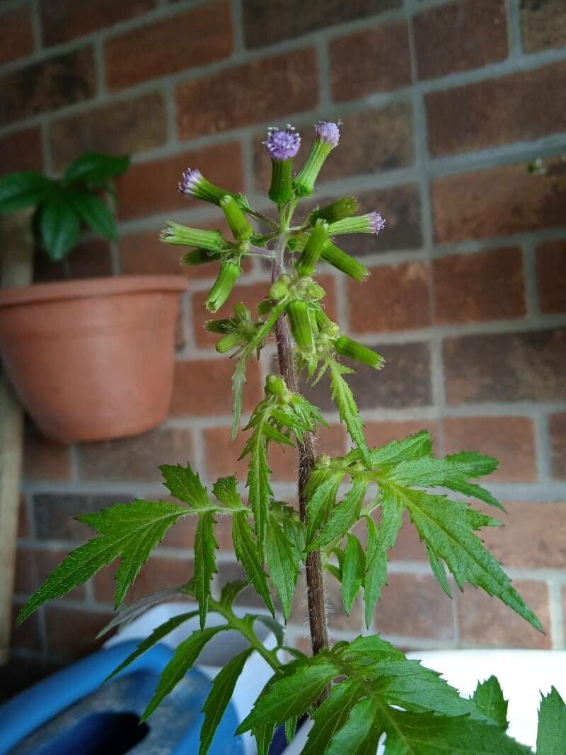 Erba bruciata valerianifolia 4