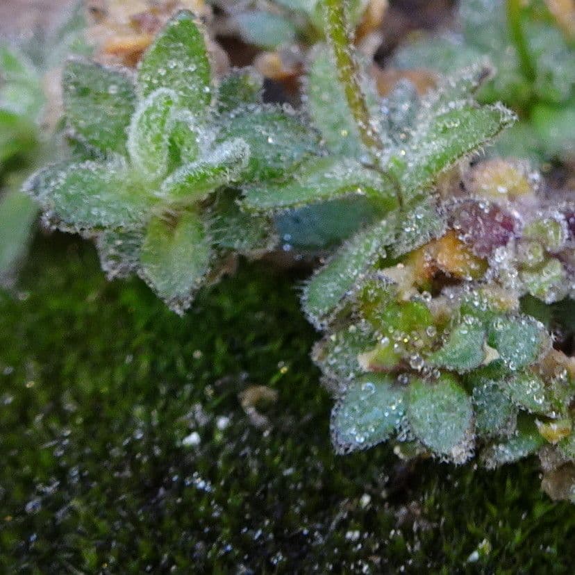 Draba douteuse 17