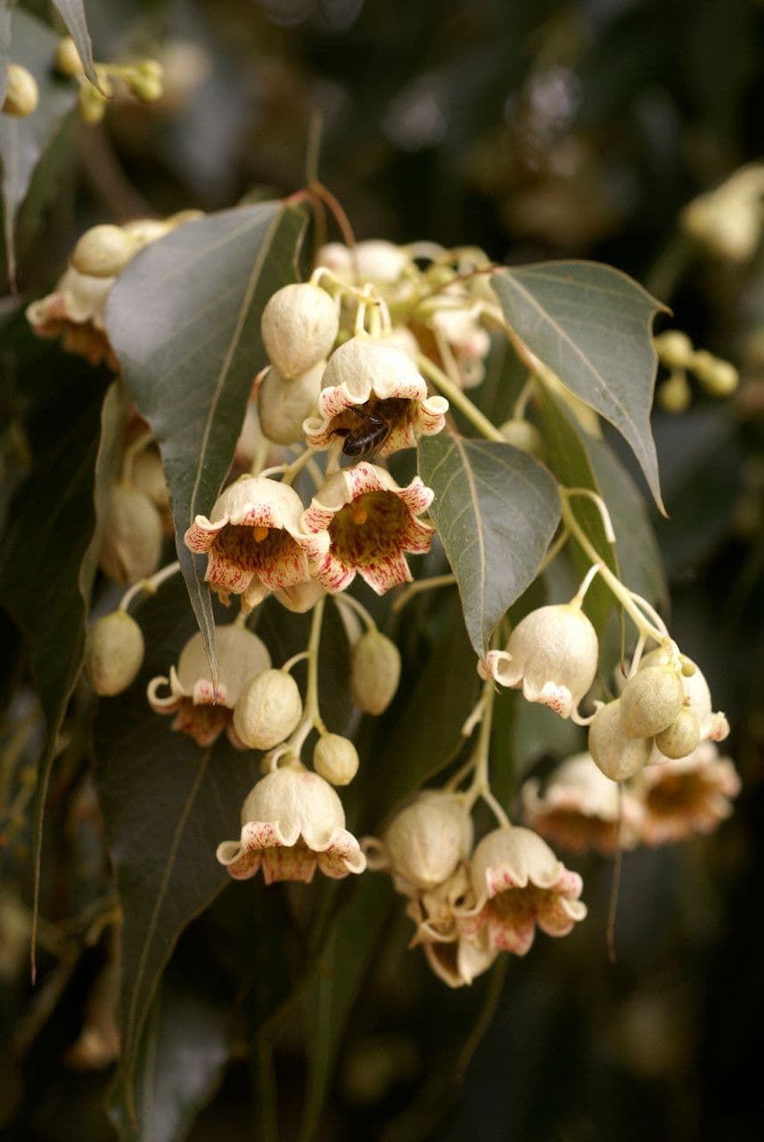 Brachychiton 8