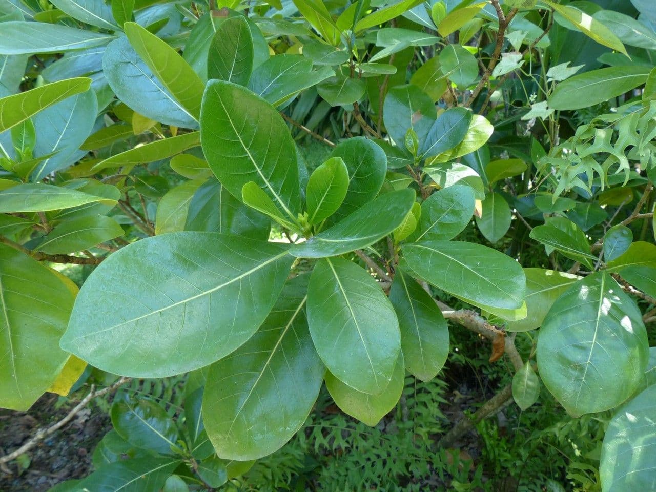 Gardenia tahitańska 23