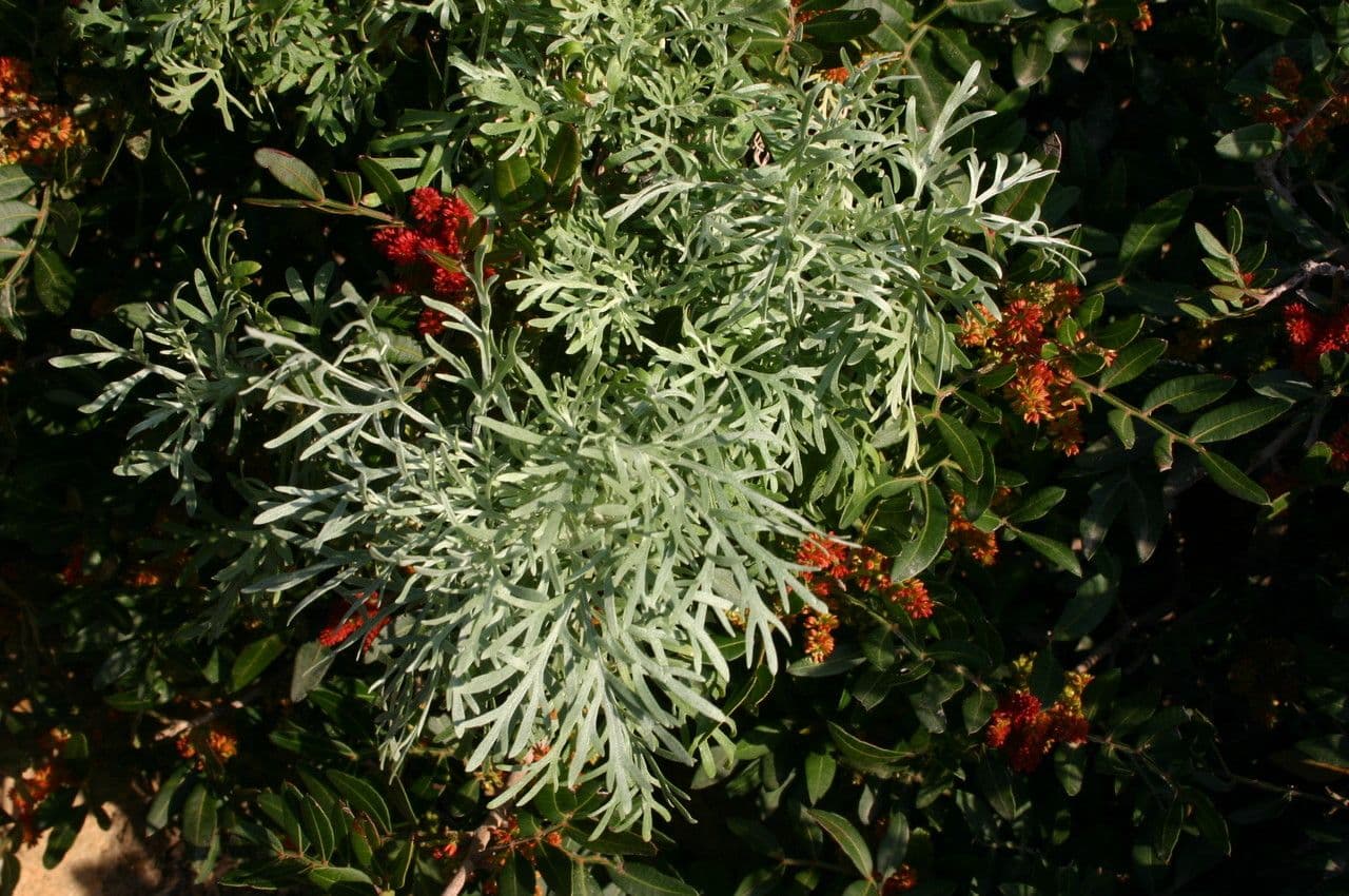 Artemisa 7