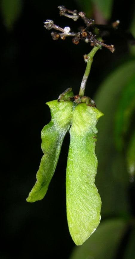 Ayahuasca 2