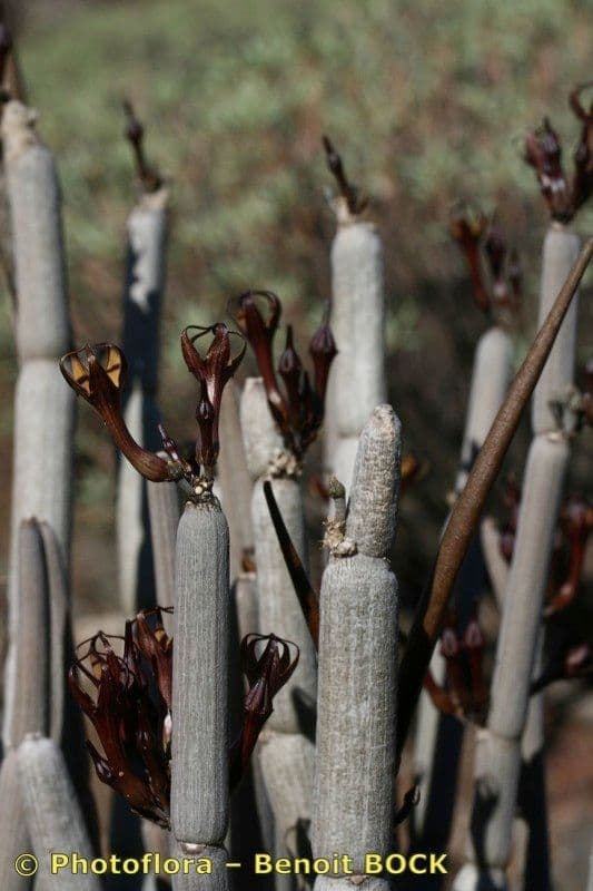 Ceropegia 22