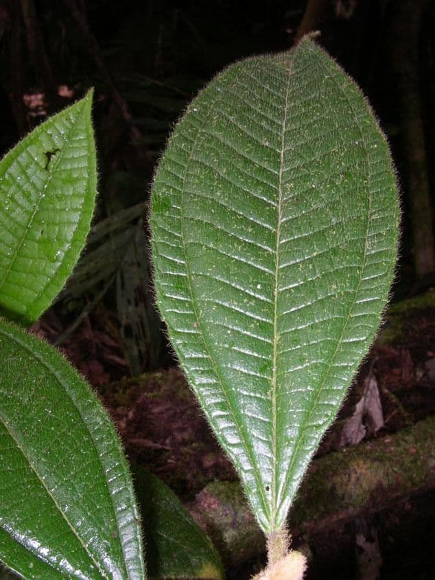 Miconia 6