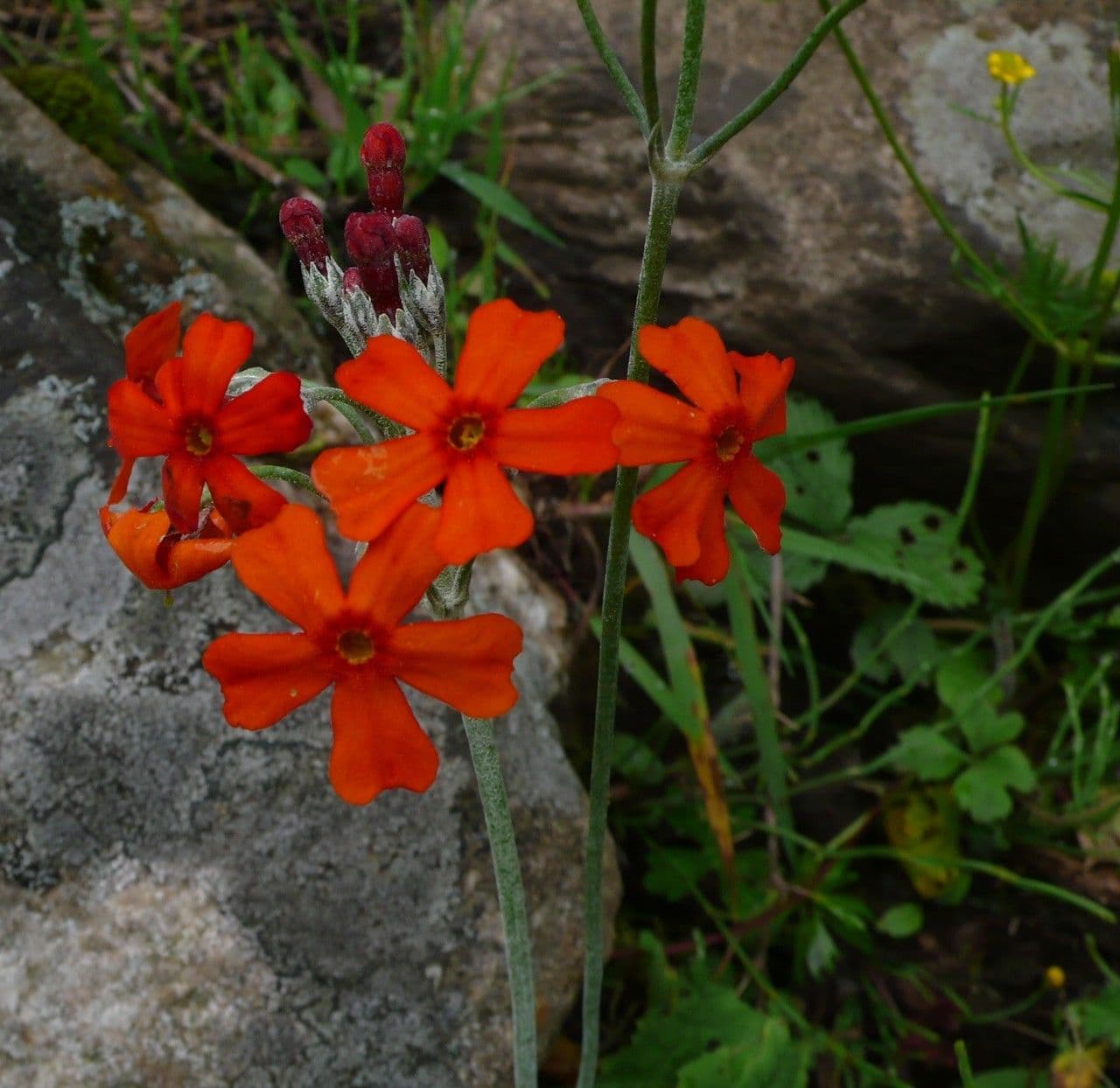 Primula 2