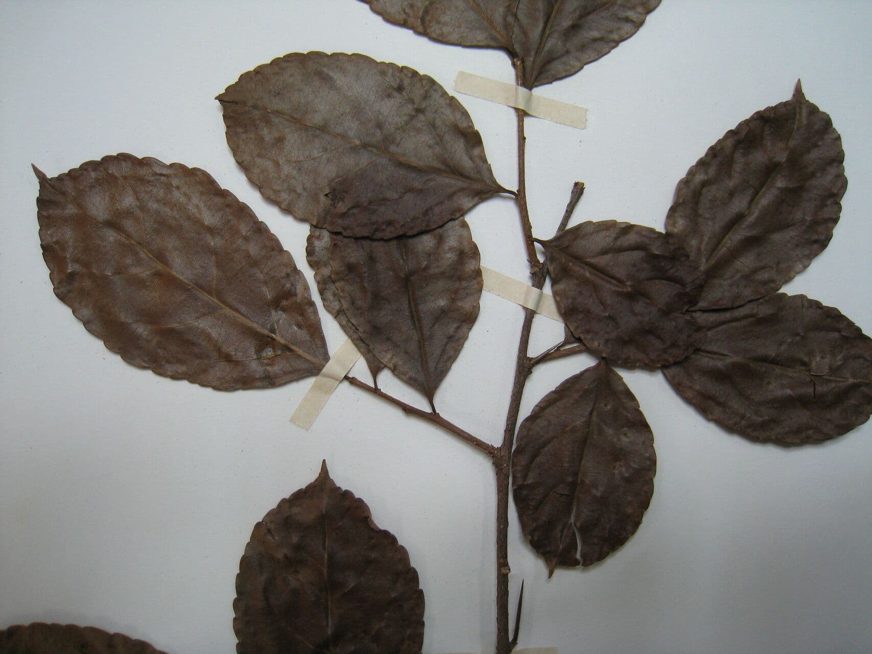 Bentham Xylosma 5