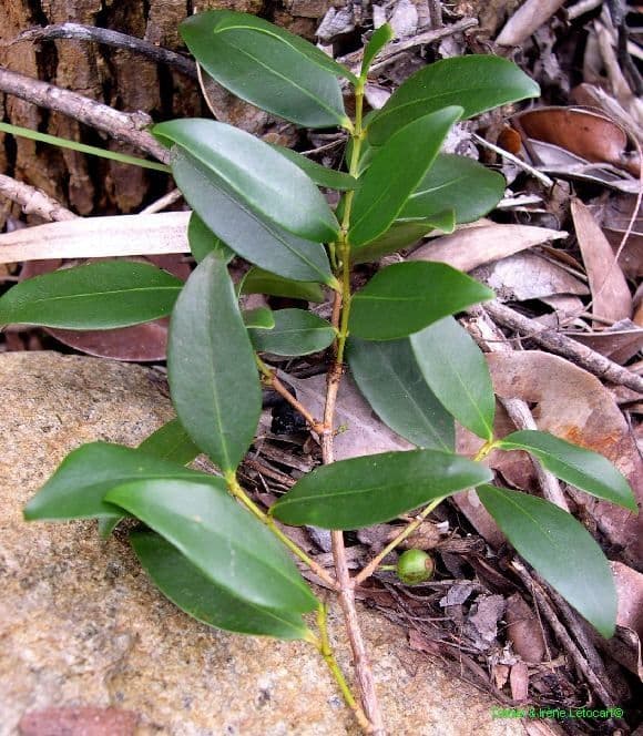 Garcinia 14
