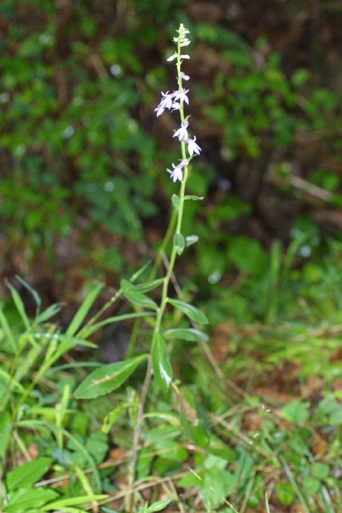Lobelia puberula 8