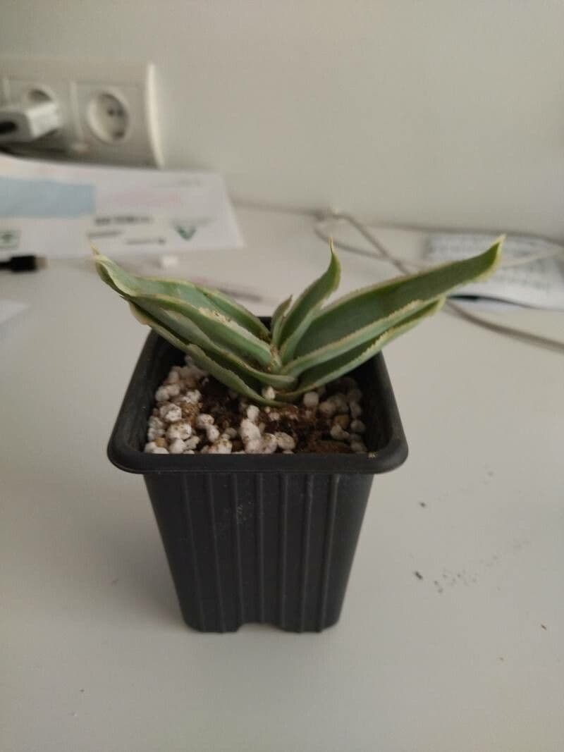 Aloe striata 13