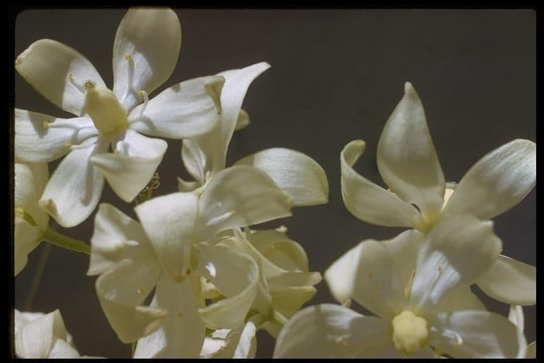 Whipples Yucca 4