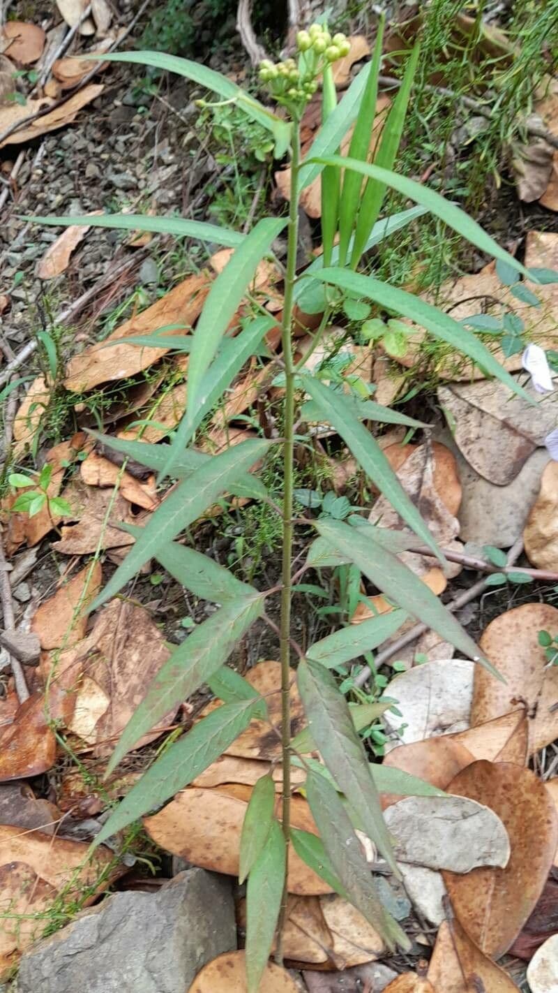 Asclepias dei Caraibi 3