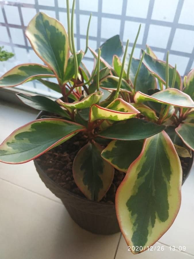 Peperomia 13