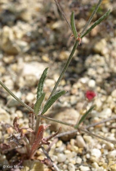 Anglestem buckwheat 9