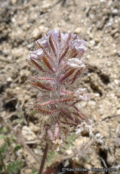Fascelia 3