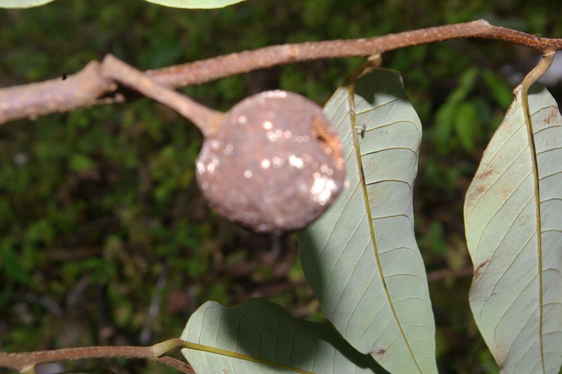 Annona papilionella 3
