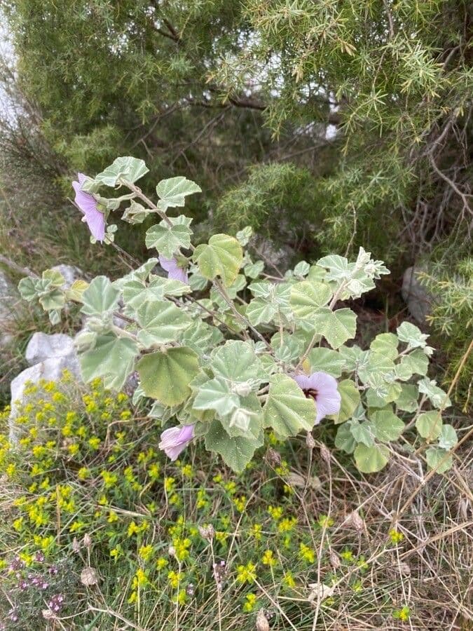 Malva subovata 15