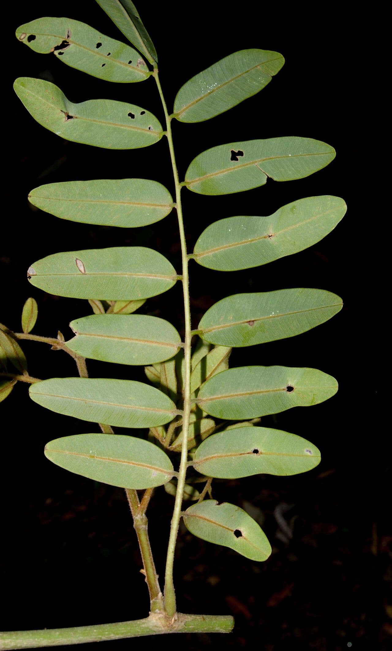 Machaerium biovulatum 14