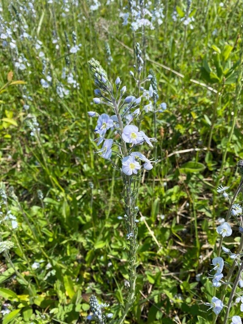Veronica gentianella 2