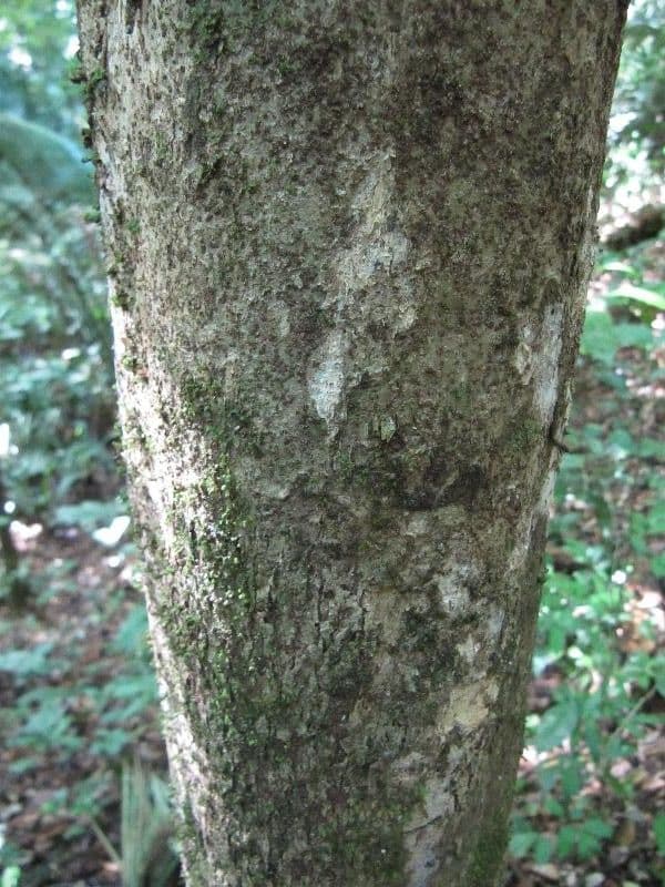 Casearia pitumba 9