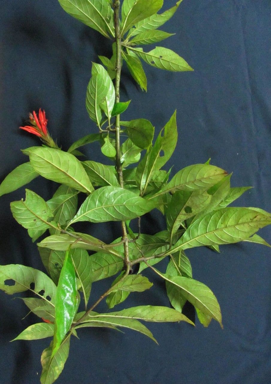 Aphelandra scabra 24