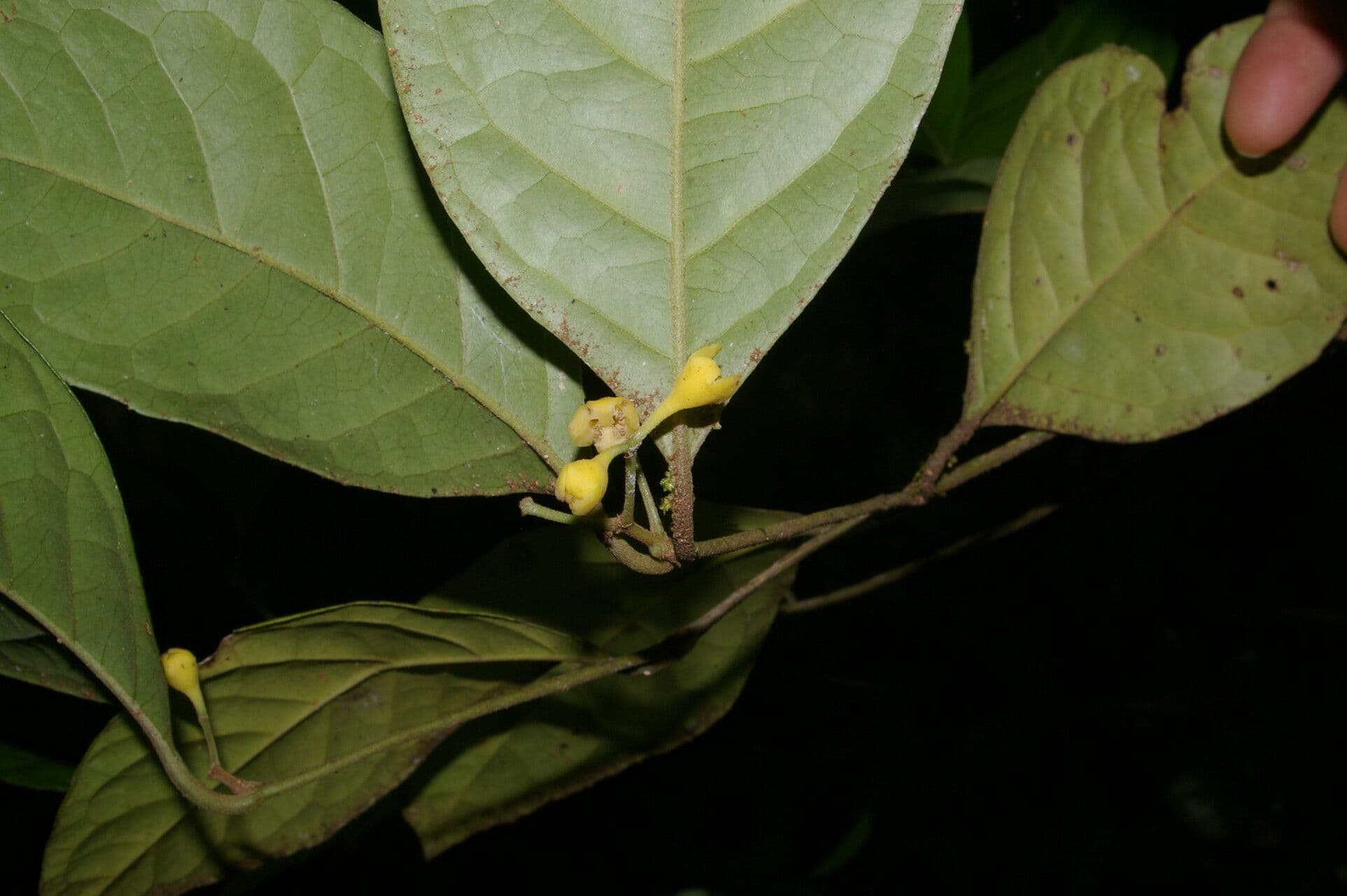 Mollinedia 7