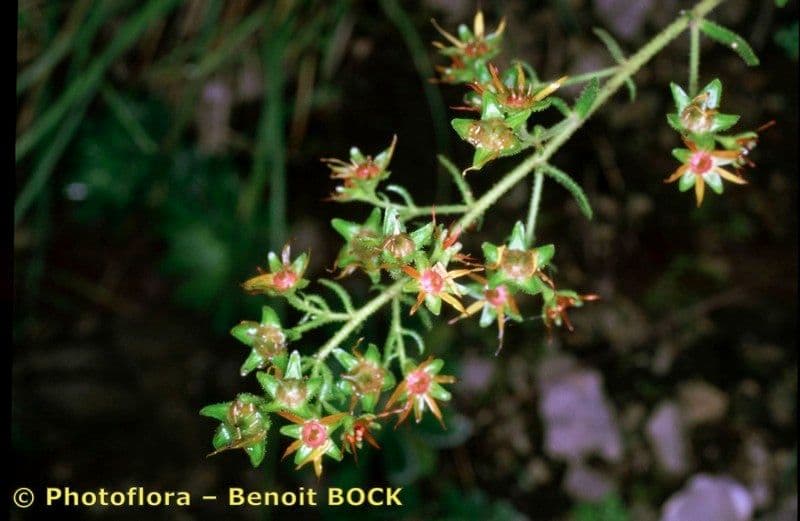 Sassifraga mutata 20