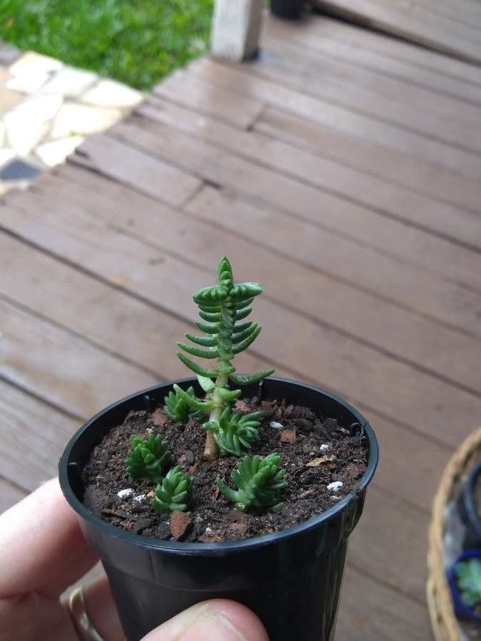 Crassula 9