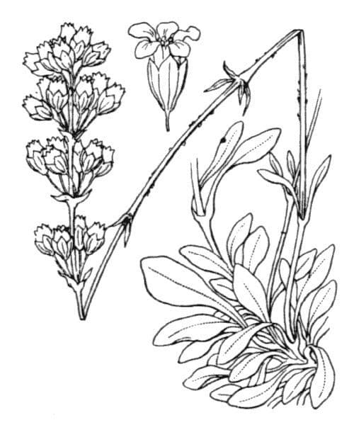 Silene otite 23