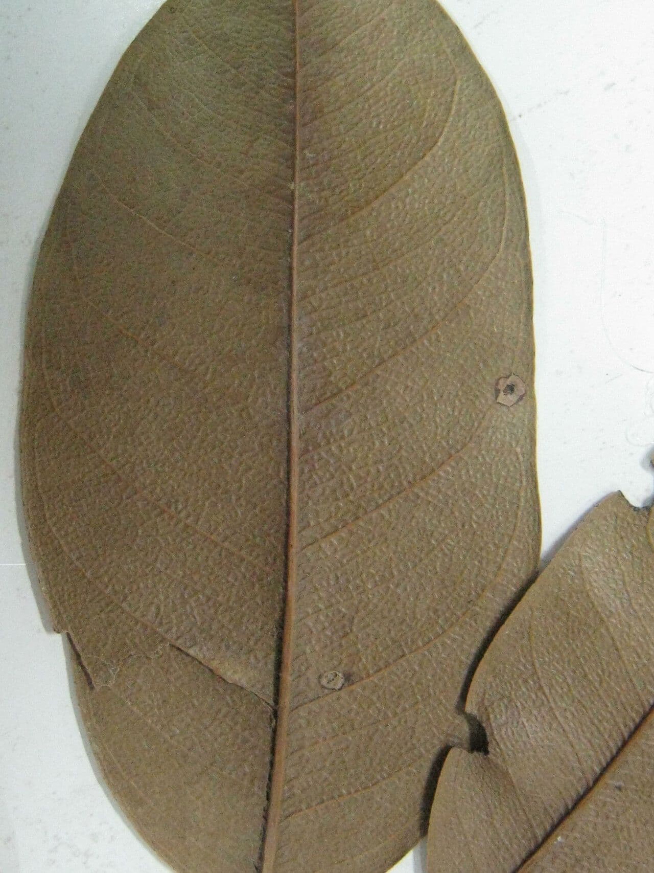 Eschweilera collinare 10
