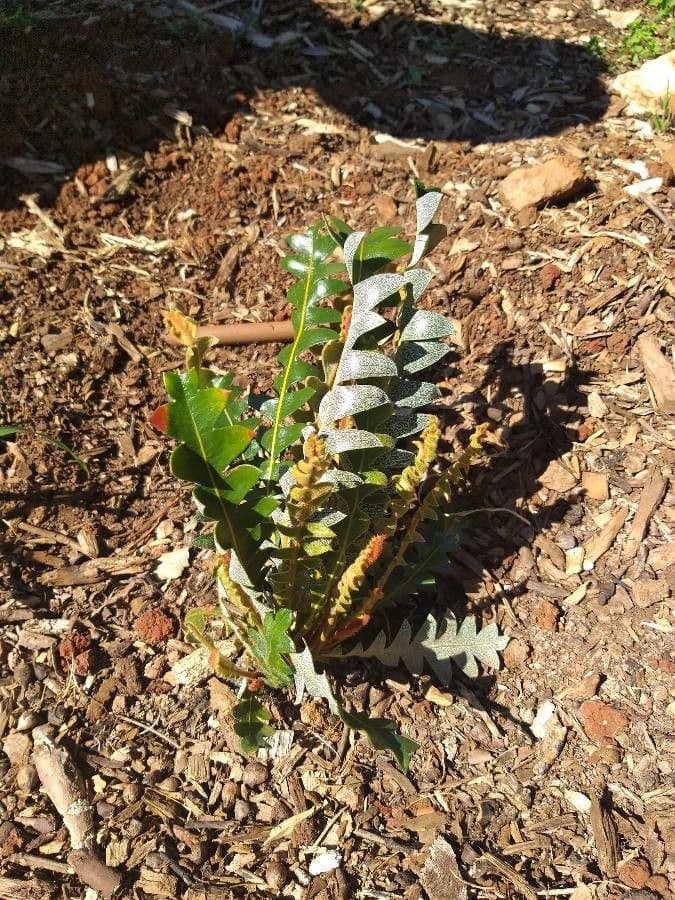 Banksia 9