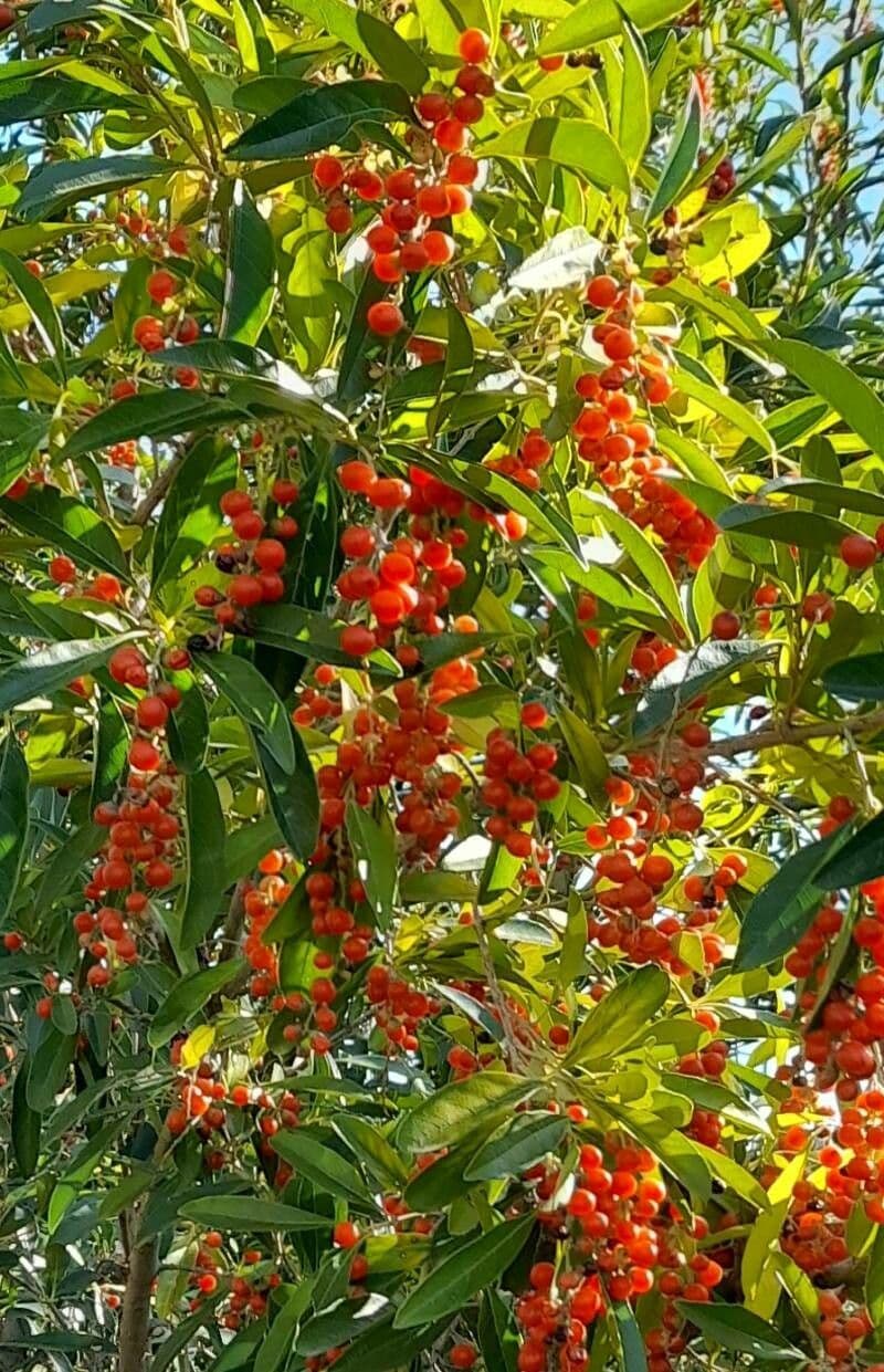 Citharexylum 5