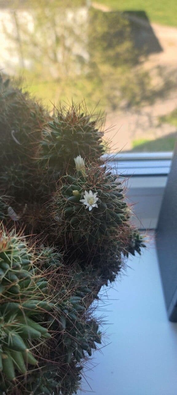 Cactus 2