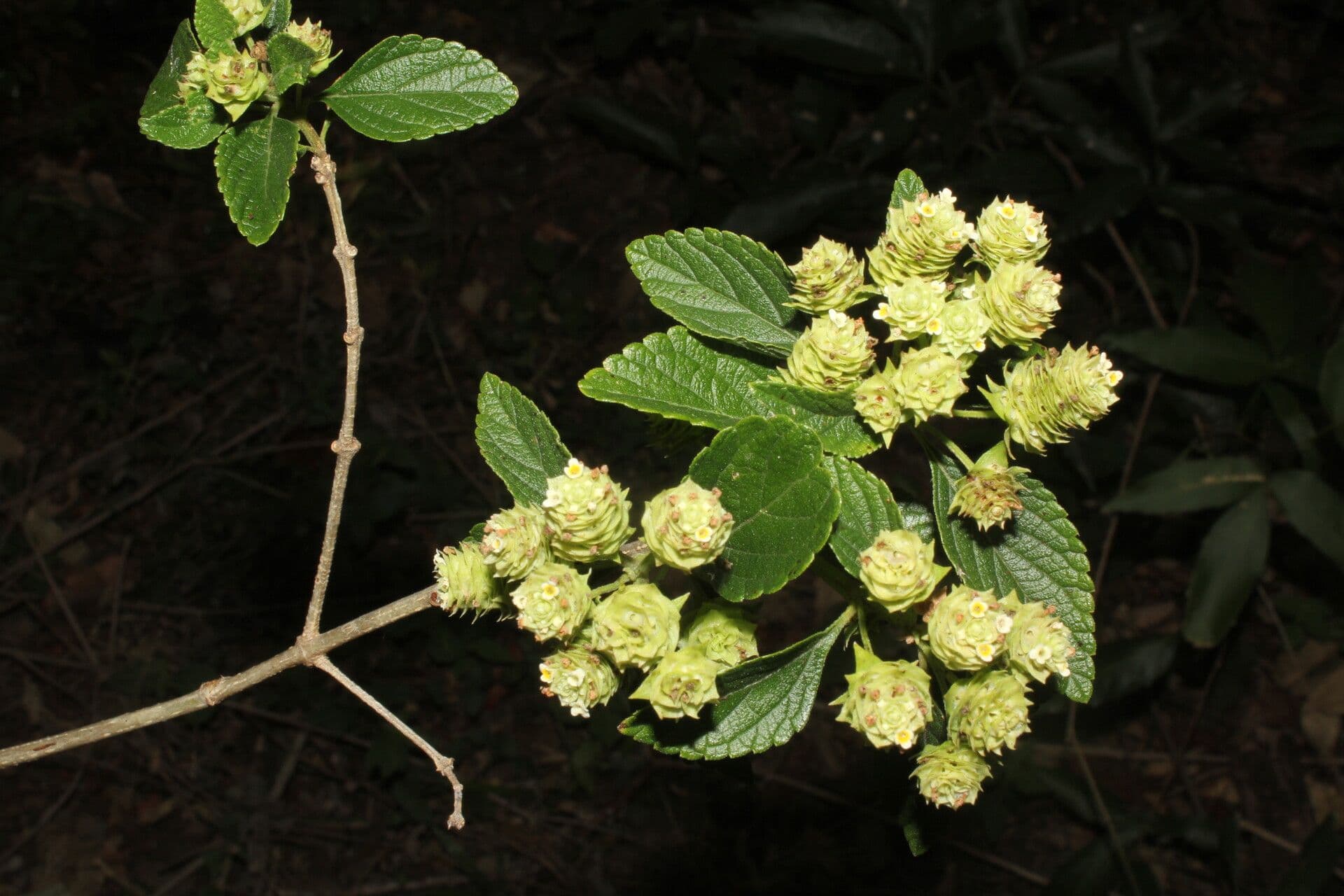 Lippia 14