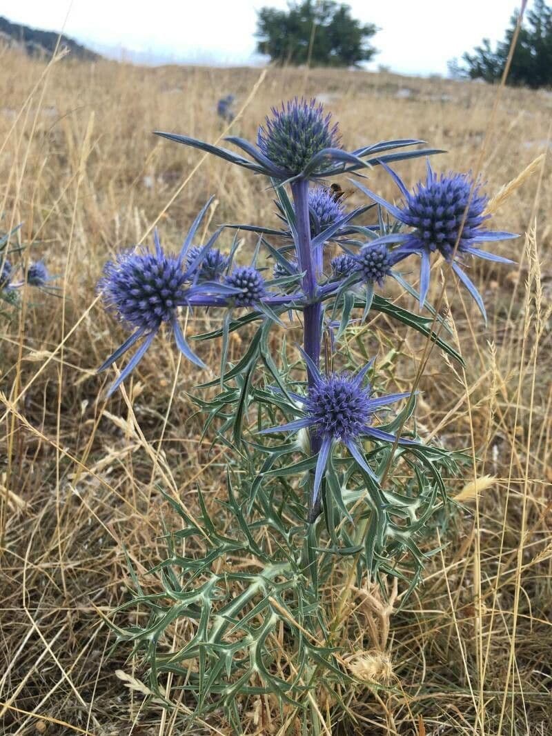 Panicaut d'améthyste 16