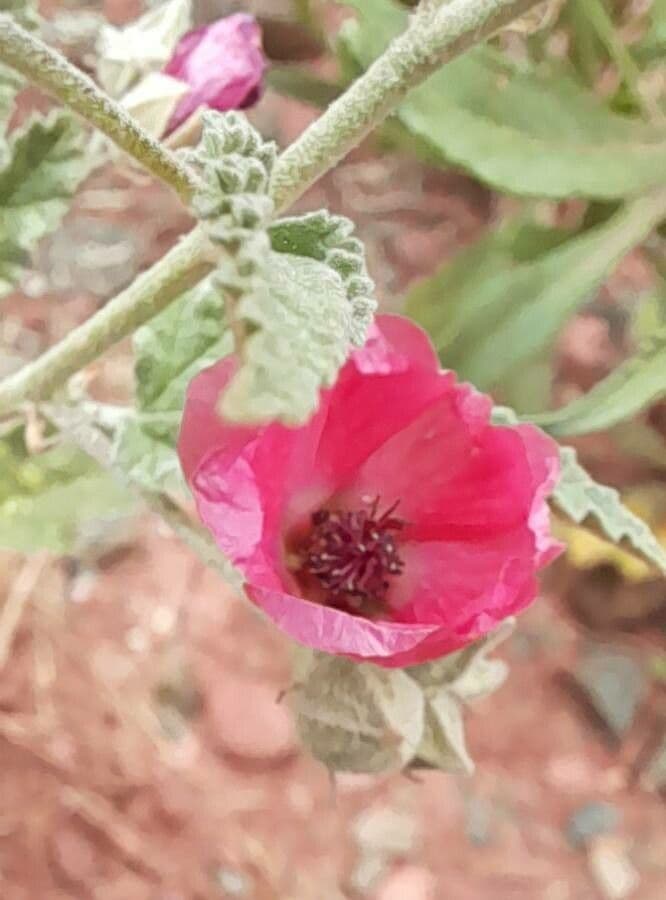 Sphaeralcea 2