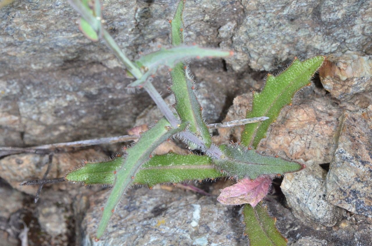 Streptanthus 14