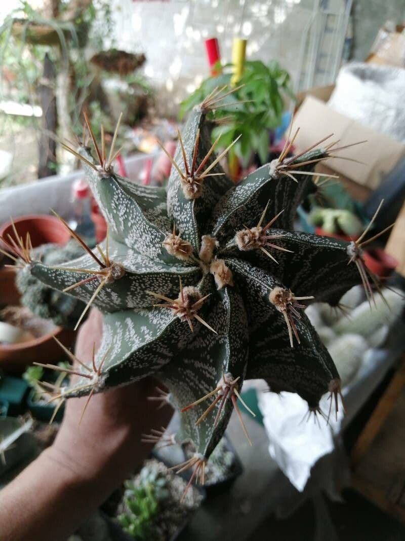 Cactus 21