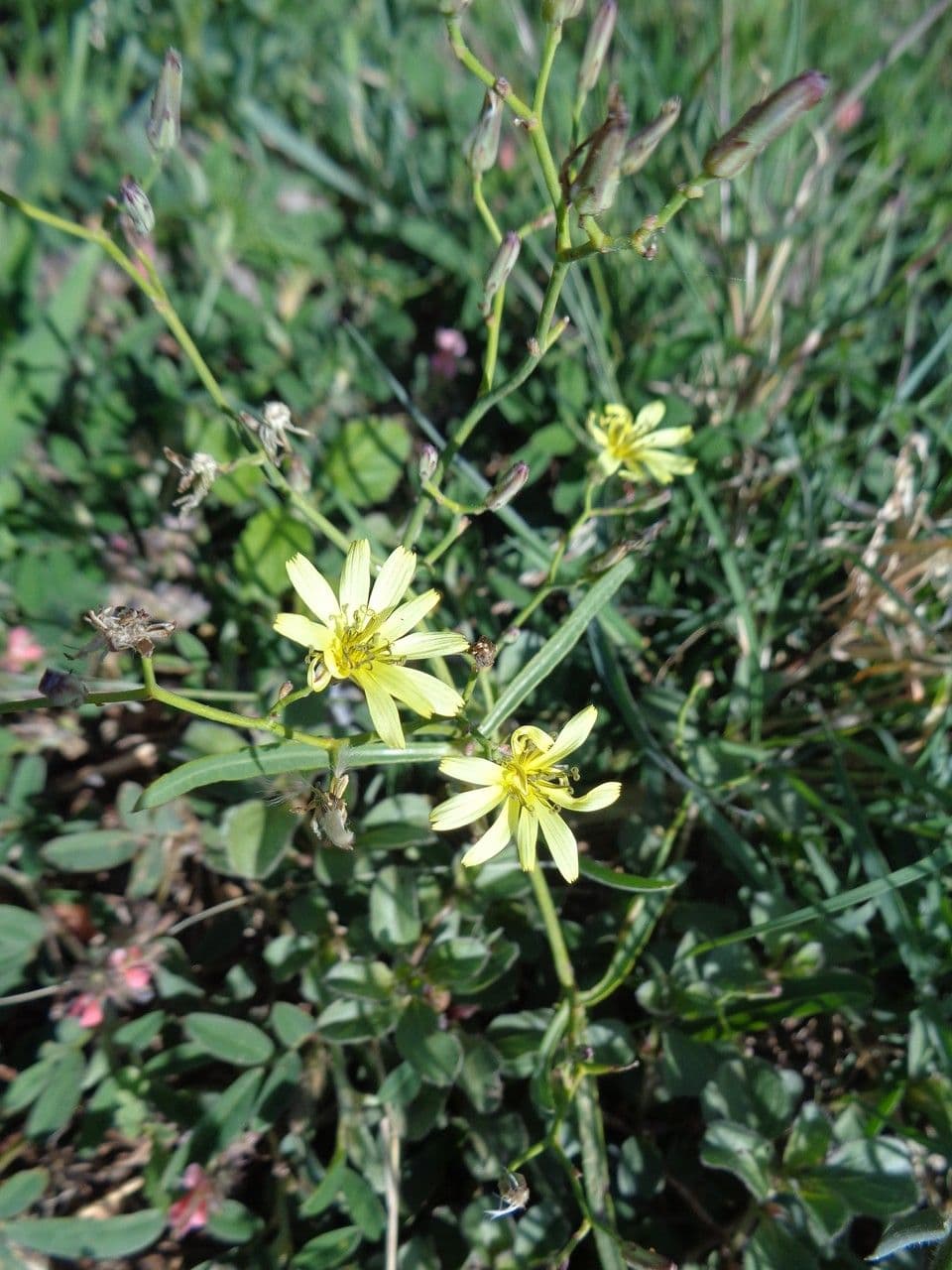 Launaea 8