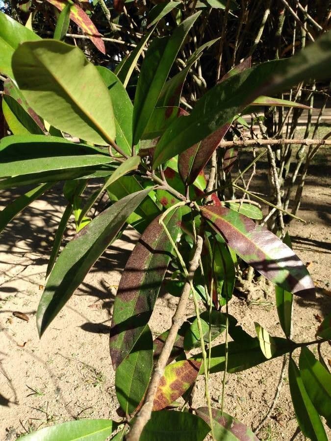 Ixora 3