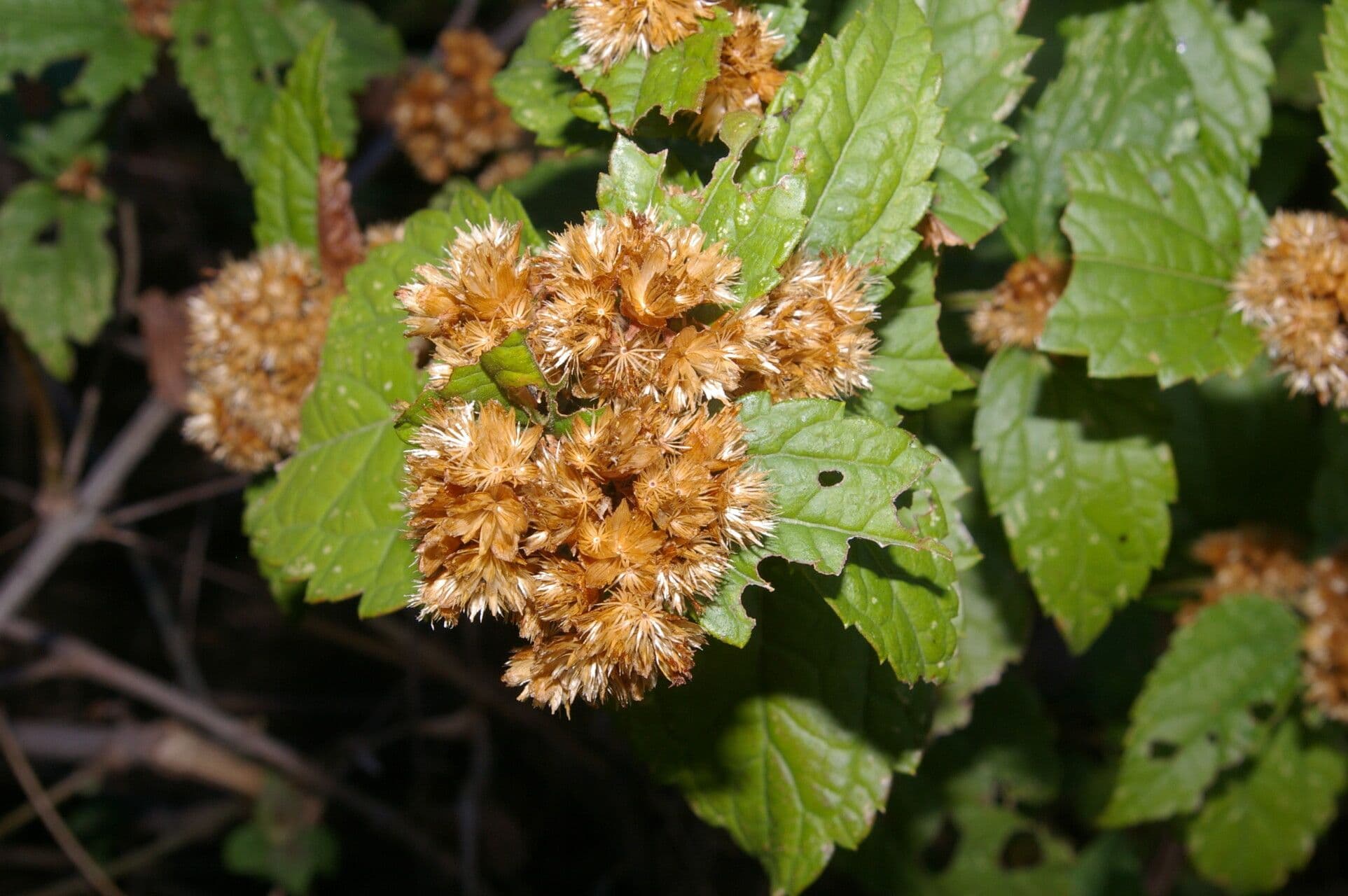 Calea urticifolia 7