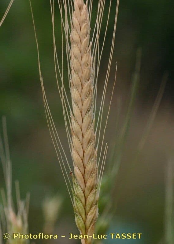 Grano monococco 6