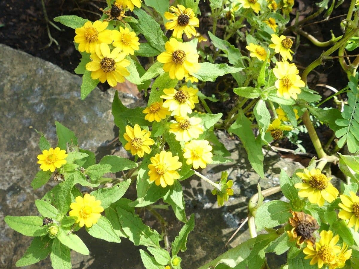 Mélampode divariqué 18