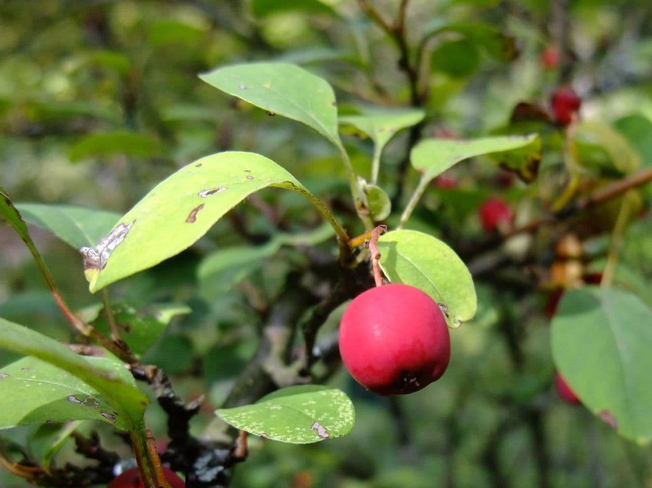 Cotoneaster 2