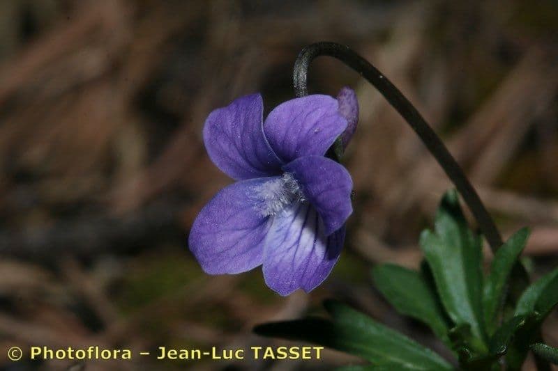 Violette pennée 4