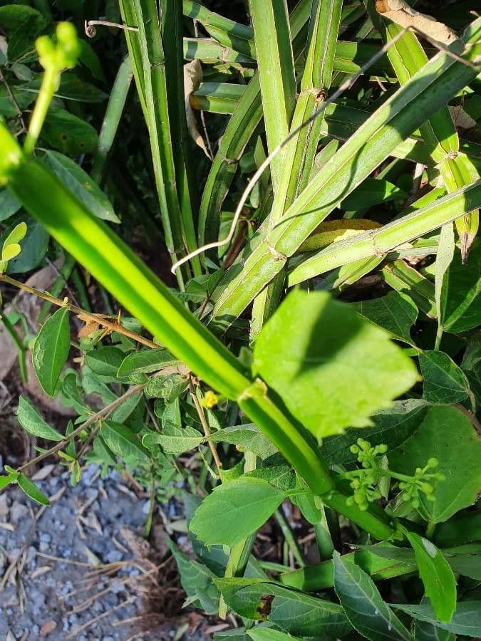 Cissus 27