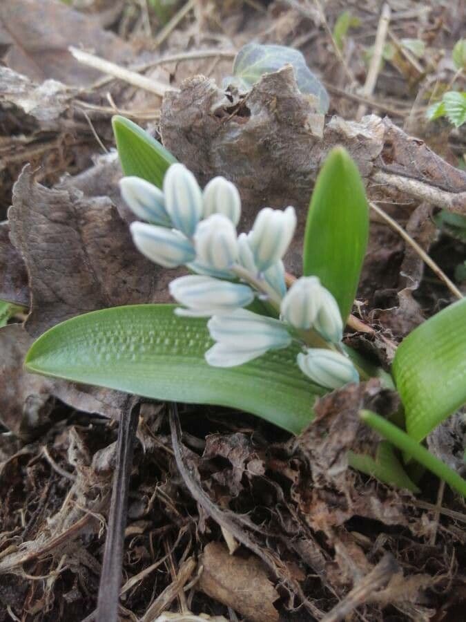 Puschkinia scilloides 6