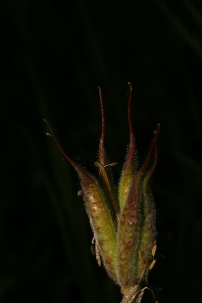 Akelei 5